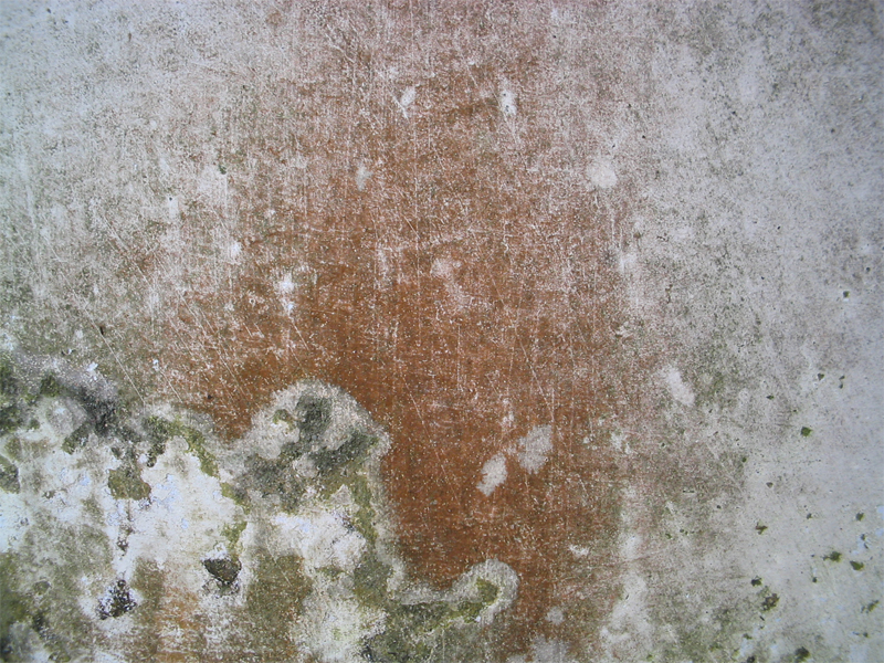 Goodyear mold remediation